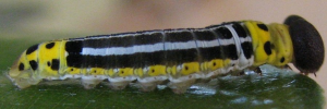 Larvae